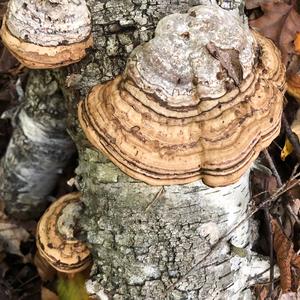 Tinder Polypore