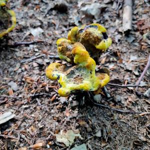 Pine Dye Polypore