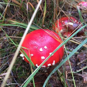 Fly Agaric