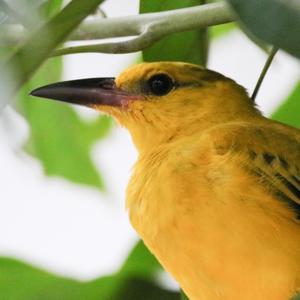 Black-naped Oriole