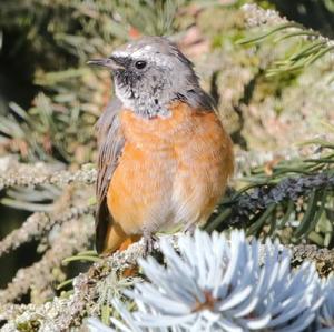 Common Redstart