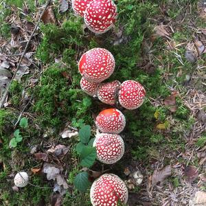 Fly Agaric