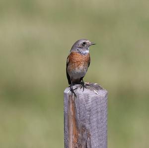 Common Redstart