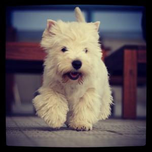 West Highland White Terrier