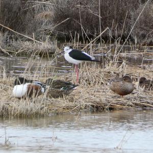 Black-winged Stilt