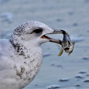 Ring-billed Gull