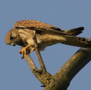 Common Kestrel