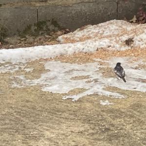 White Wagtail