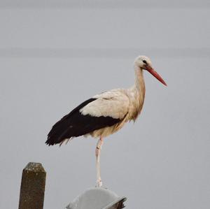 White Stork