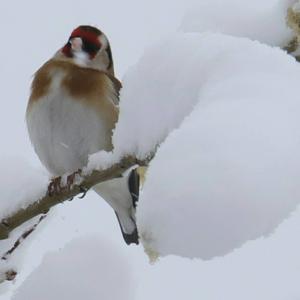 European Goldfinch