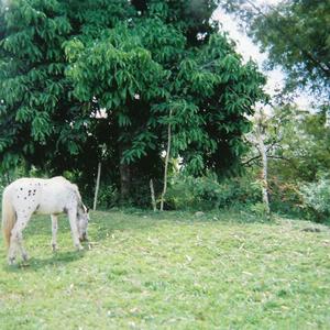 Arabian Horse