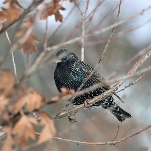 Common Starling