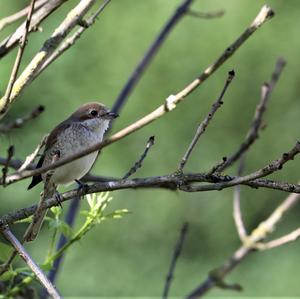 Red-backed Shrike