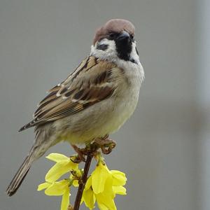 Eurasian Tree Sparrow