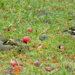 Eurasian Chaffinch