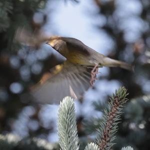 European Greenfinch