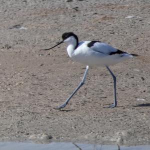 Pied Avocet