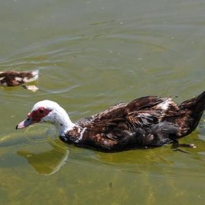 Muscovy Duck