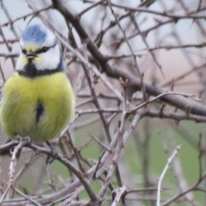 Blue Tit