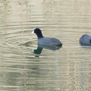 Common Coot