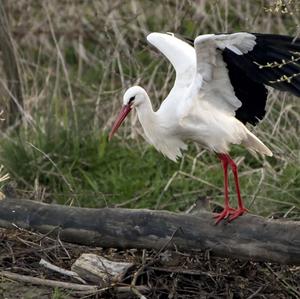 White Stork