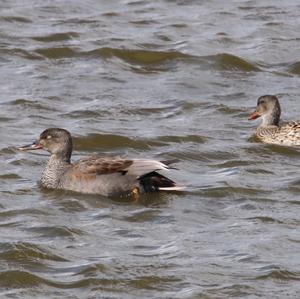 Gadwall