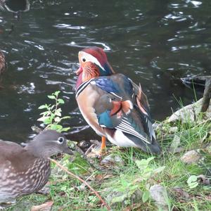 Mandarin Duck