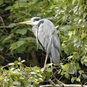 Grey Heron