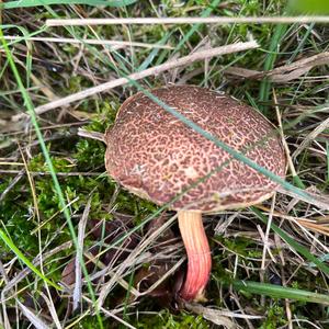 Red-cracked Bolete