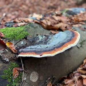 Red-belted Polypore