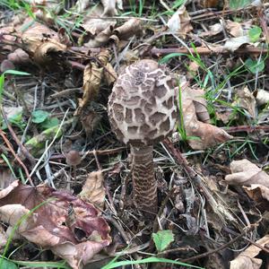 Shaggy Parasol