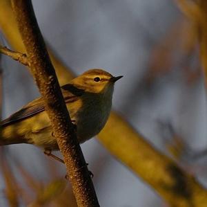 Wood Warbler