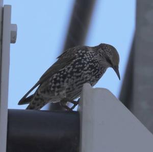 Common Starling