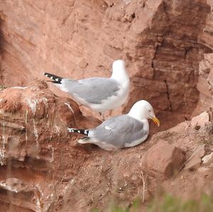 Herring Gull