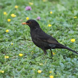 Eurasian Blackbird