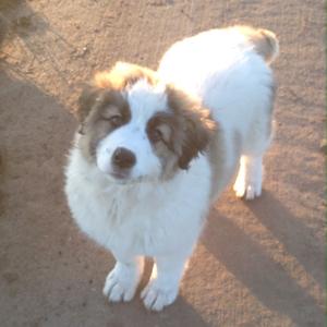 Caucasian Shepherd Dog