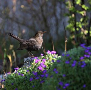 Eurasian Blackbird