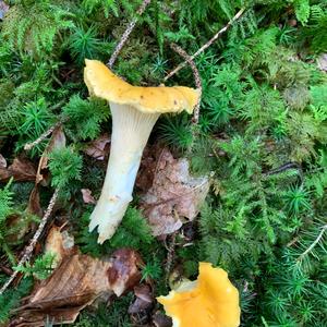 Chanterelle, Common