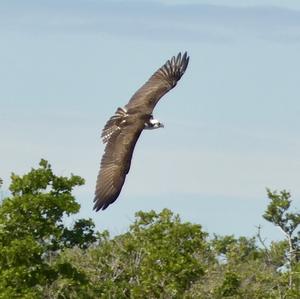 Osprey