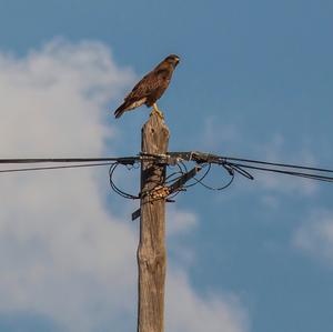 Common Buzzard