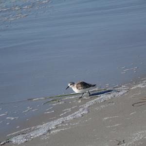 Dunlin