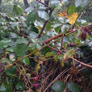 Brombeeren