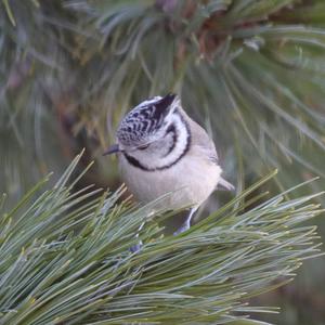 Crested Tit