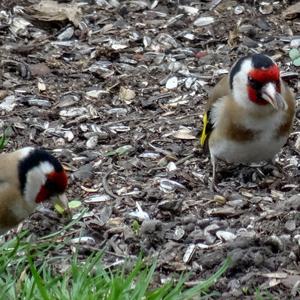 European Goldfinch