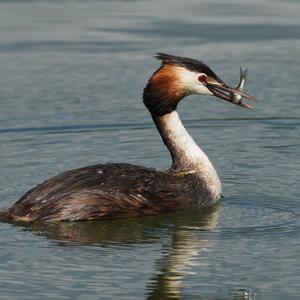 Great Crested Grebe