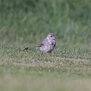 White Wagtail