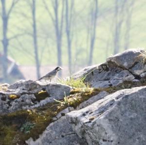 White Wagtail