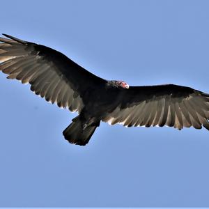 Turkey Vulture