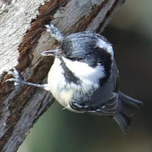 Coal Tit