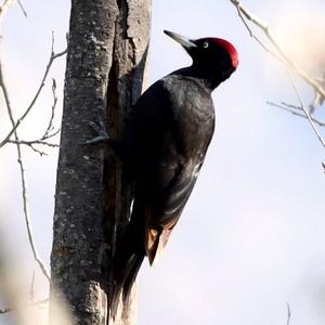 Black woodpecker